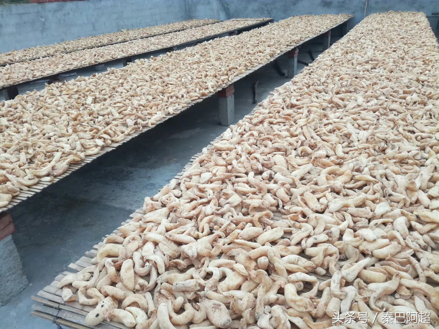 天麻之乡云南昭通小草坝现采现挖,中国天麻之乡全集