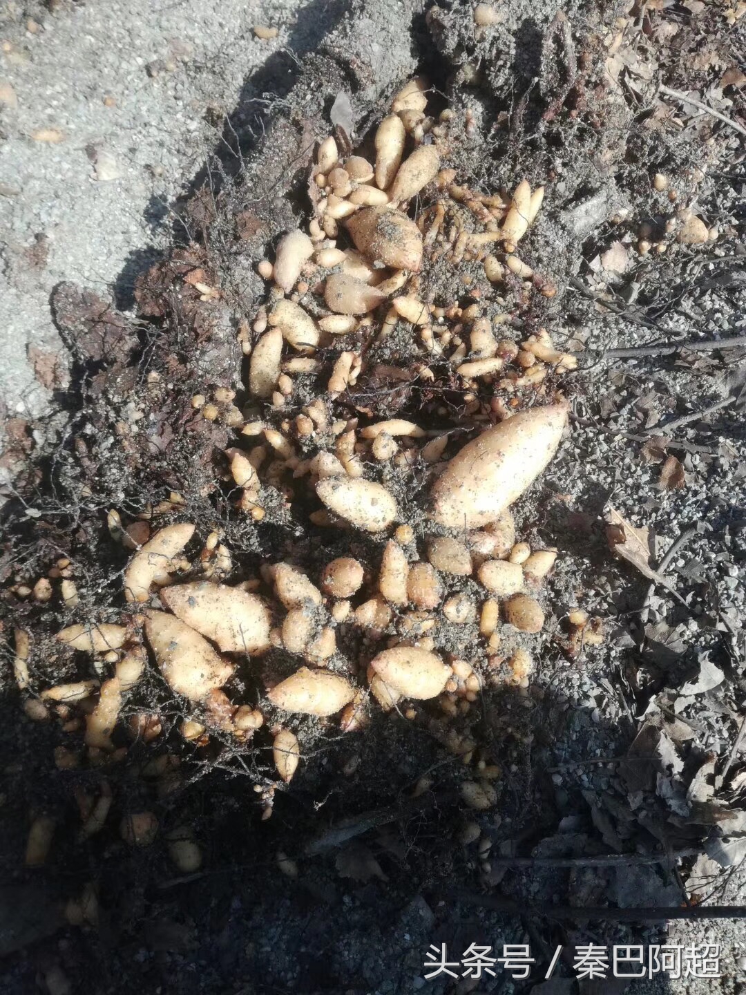 天麻之乡云南昭通小草坝现采现挖,中国天麻之乡全集