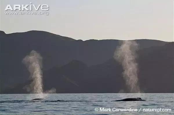 它的体重相当于30头大象总和,却一口吞下……