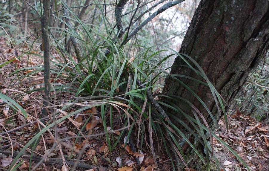 各个品种兰花怎么养才能旺盛,各个品种兰花怎么养护