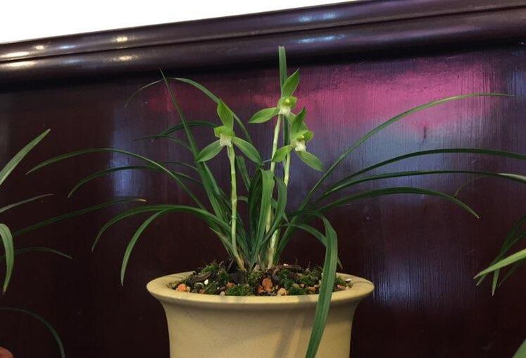 各个品种兰花怎么养才能旺盛,各个品种兰花怎么养护