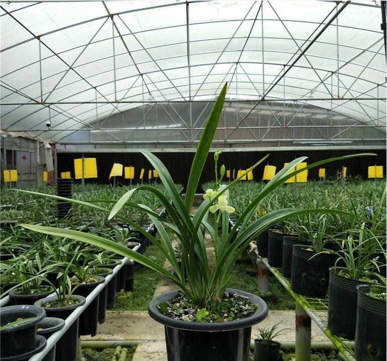 各个品种兰花怎么养才能旺盛,各个品种兰花怎么养护