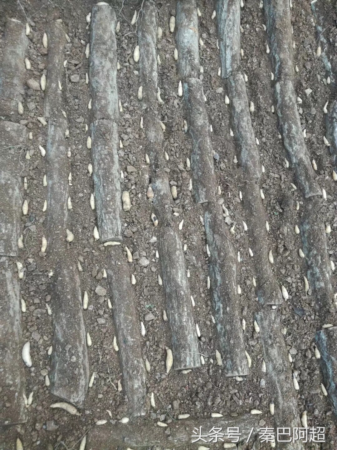 天麻之乡云南昭通小草坝现采现挖,中国天麻之乡全集