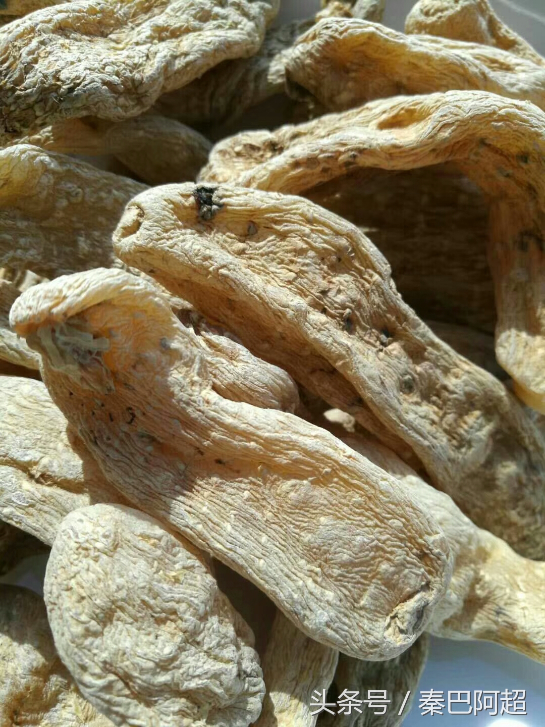 天麻之乡云南昭通小草坝现采现挖,中国天麻之乡全集