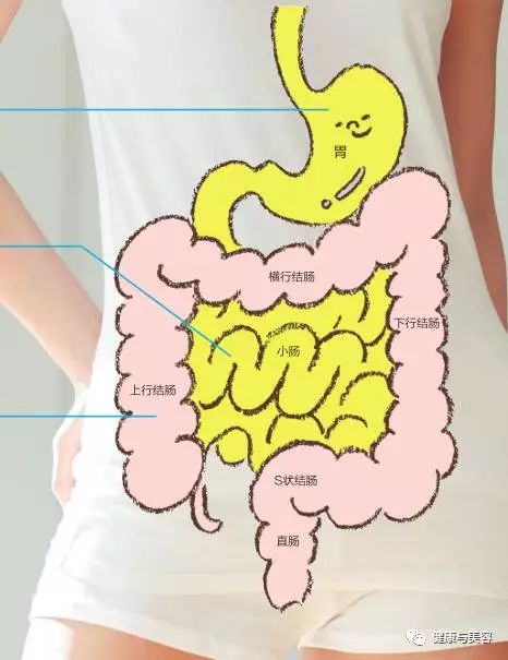 「蔡依憬」肠易激成因的科学猜想