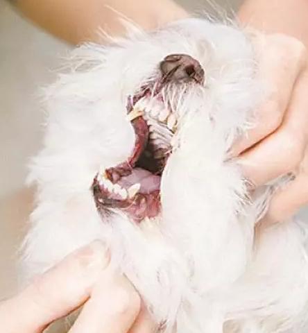 幼犬吃了骨头卡住了是什么症状,狗狗吃饭被骨头卡