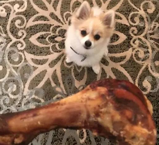 幼犬吃了骨头卡住了是什么症状,狗狗吃饭被骨头卡