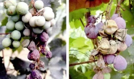 葡萄果实腐烂是什么原因,葡萄果实发黑腐烂