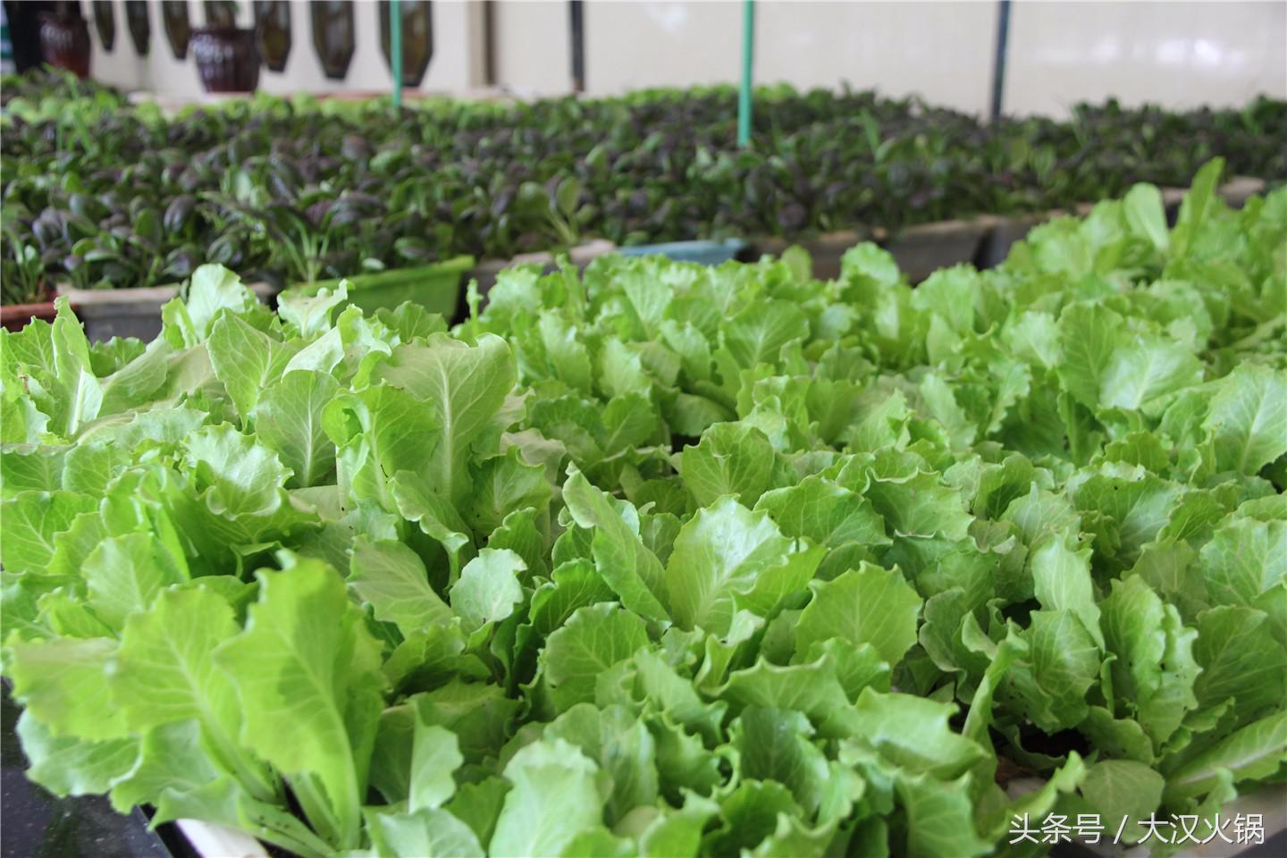 欢迎领导到我市指导工作,欢迎领导到公司参观指导