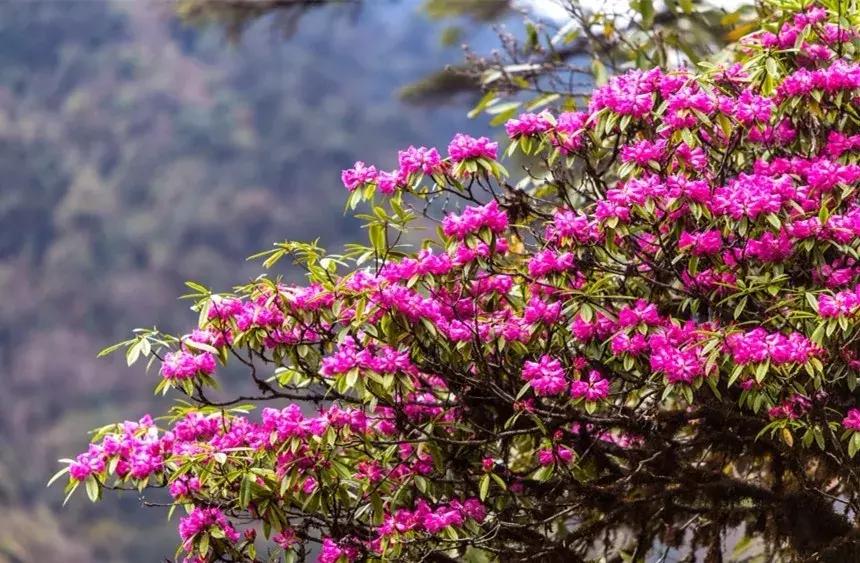 探寻高黎贡山,高黎贡山优美圣地