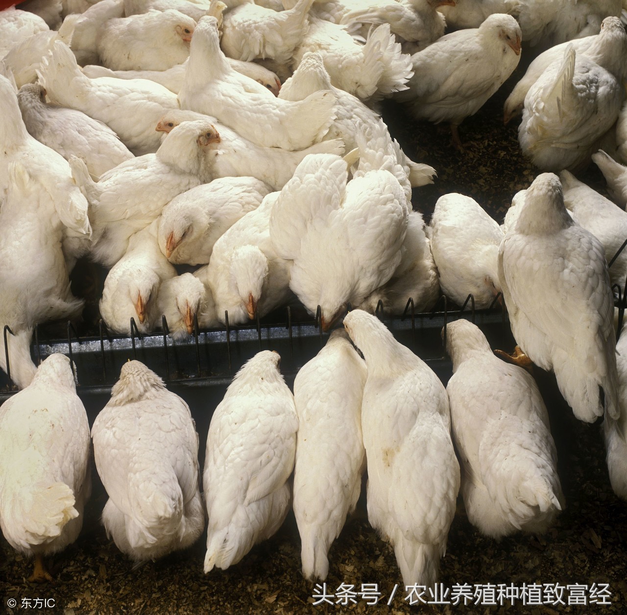 羊拉稀用什么药治疗最好,羊拉稀的原因及治疗方法