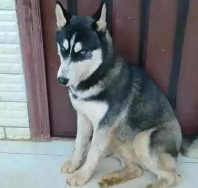 哈士奇拆家把自己弄成黑炭,哈士奇拆沙发拆主人的口红