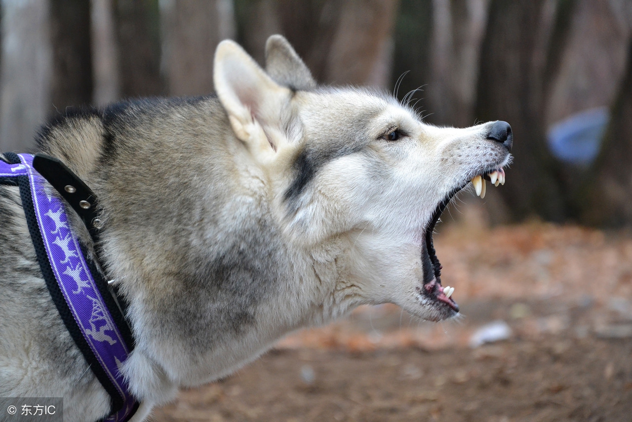 我被群殴了没有证据怎么办,我被一群狗围住了怎么办