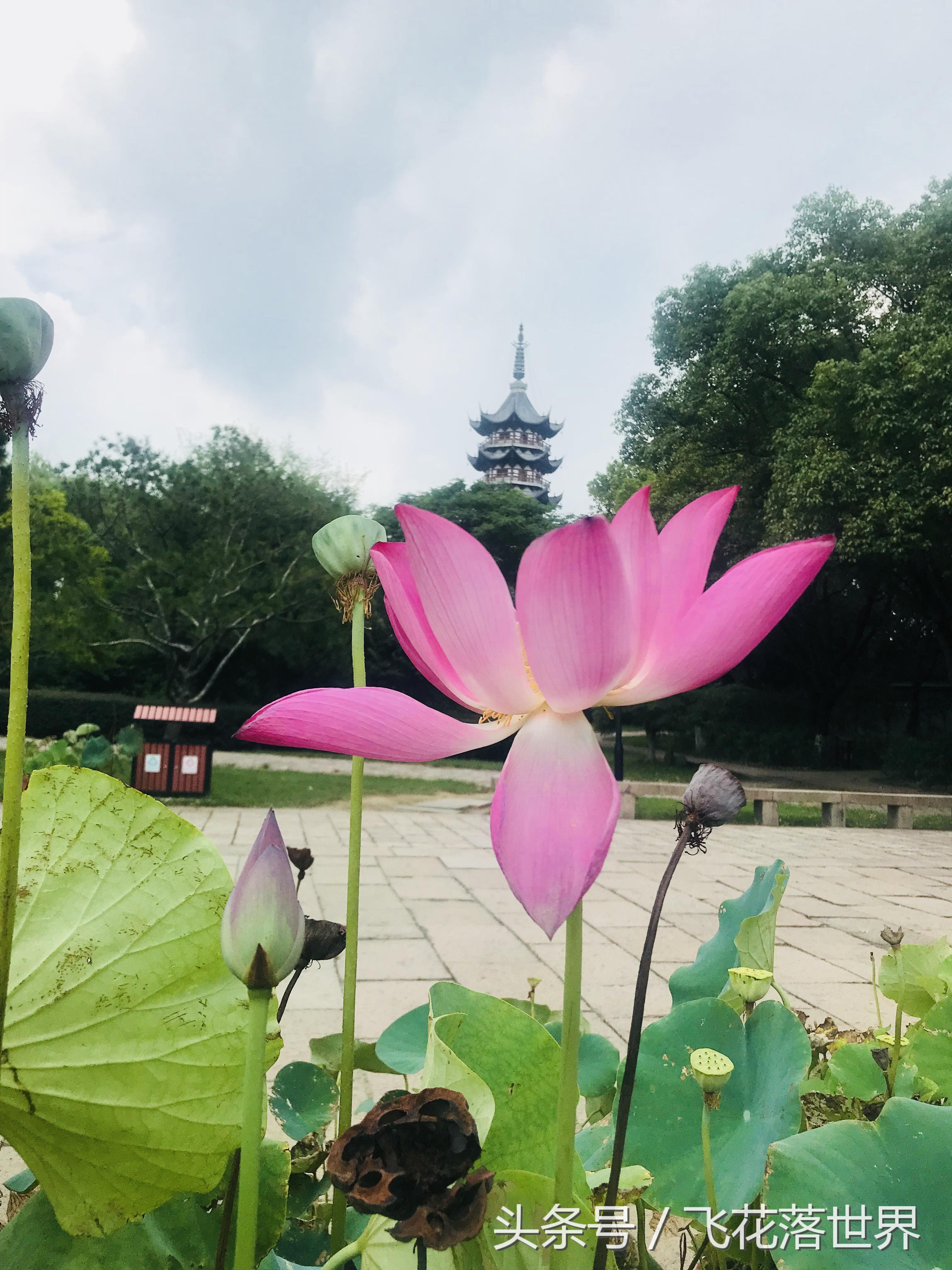 上海大观园园林,上海大观园的著名景点