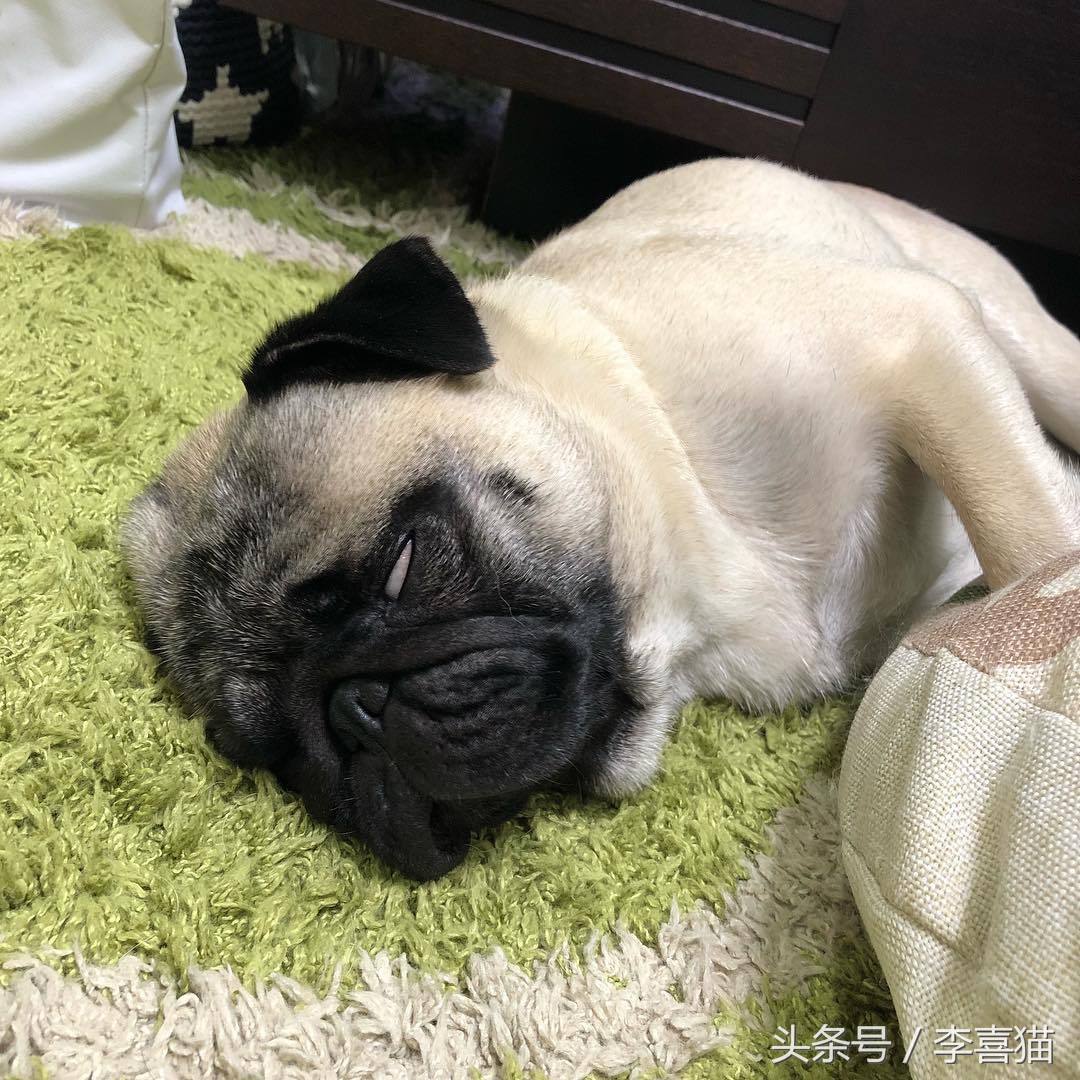 外表热情奔放内心孤独像狗,巴哥犬的日常表现有哪些