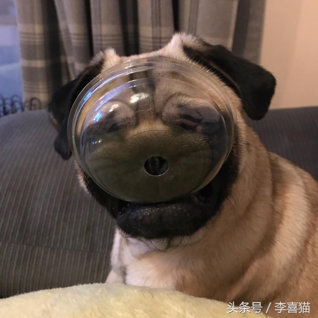 外表热情奔放内心孤独像狗,巴哥犬的日常表现有哪些