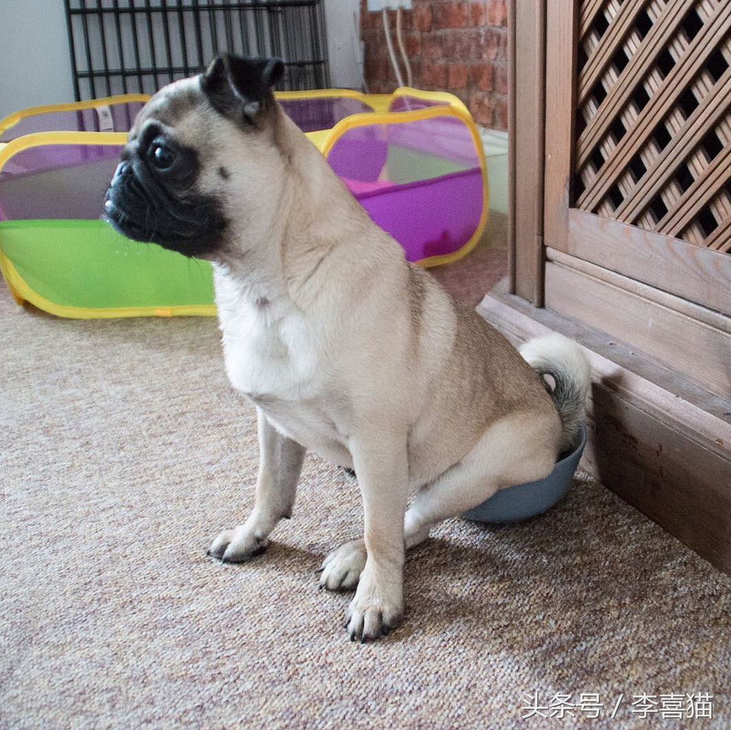 外表热情奔放内心孤独像狗,巴哥犬的日常表现有哪些