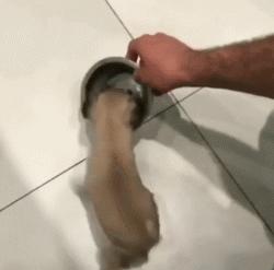 外表热情奔放内心孤独像狗,巴哥犬的日常表现有哪些