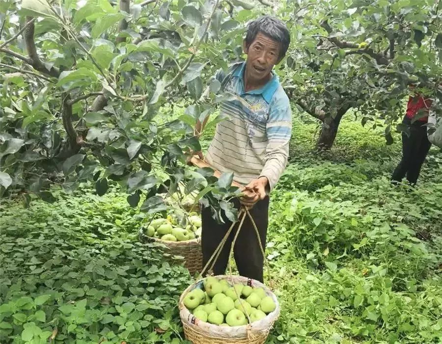 晚上吃苹果为什么堪比砒霜,为什么说苹果晚上吃是毒果