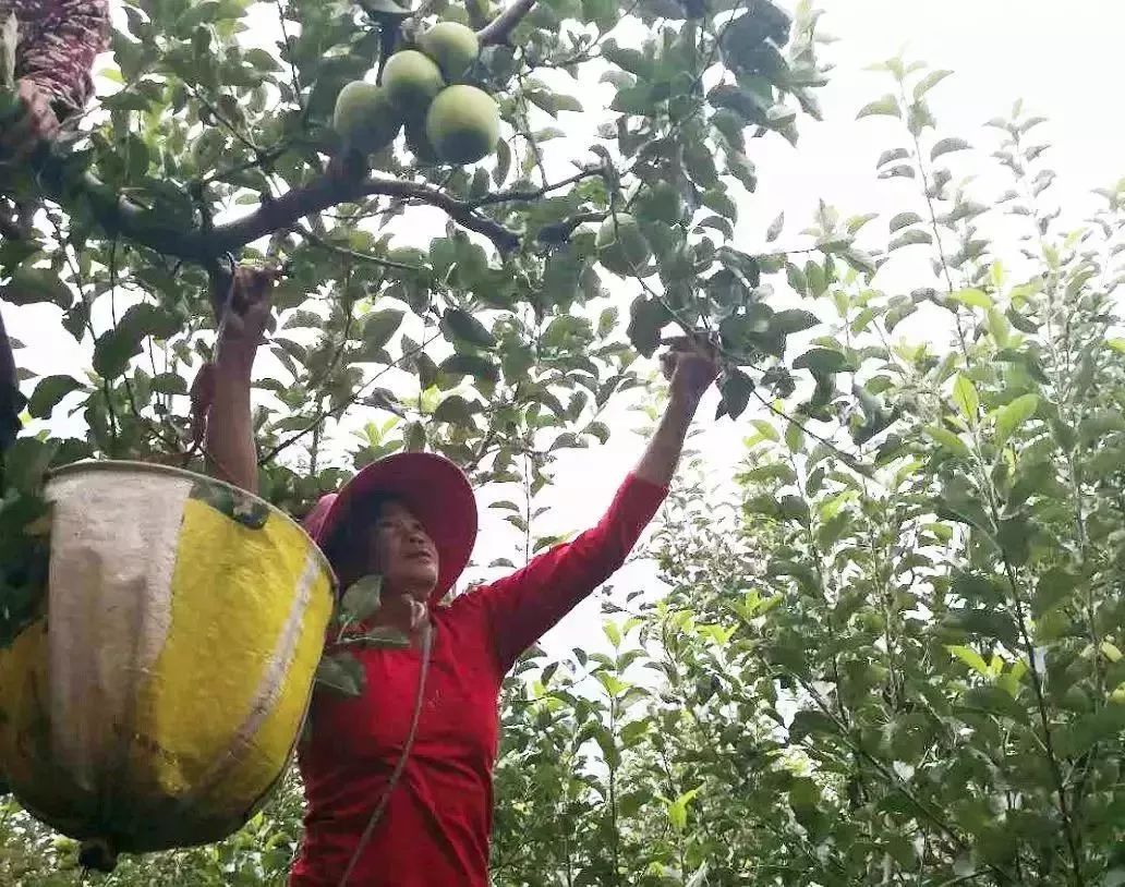晚上吃苹果为什么堪比砒霜,为什么说苹果晚上吃是毒果