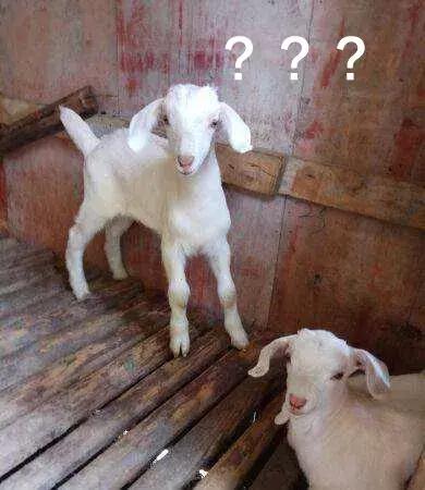 两万块的ysl鞋,ysl2万左右的包