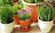 花园土壤怎么改造,花园改造松土技巧