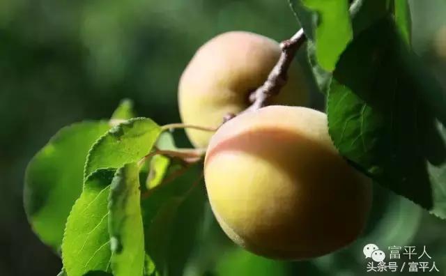 陕西富平柿柿红,岁岁年年柿柿红最新