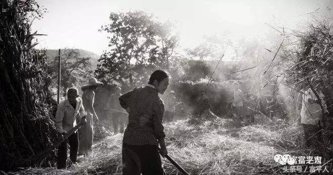 陕西富平柿柿红,岁岁年年柿柿红最新