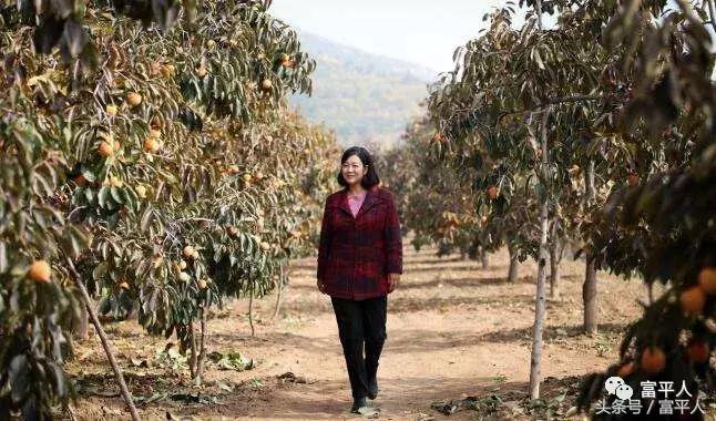 陕西富平柿柿红,岁岁年年柿柿红最新