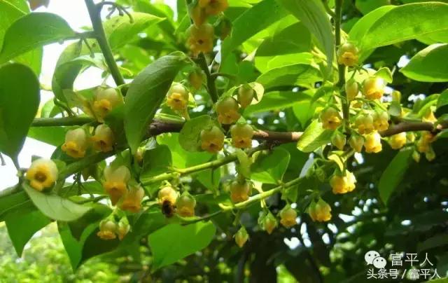 陕西富平柿柿红,岁岁年年柿柿红最新