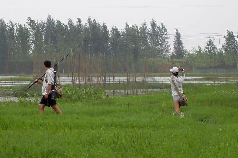 浮萍塘路亚黑鱼扩口,浮萍塘传统野钓大鲫鱼