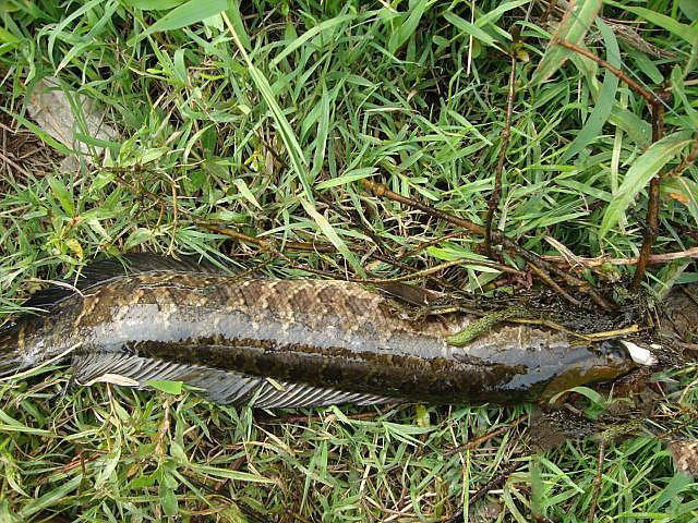 浮萍塘路亚黑鱼扩口,浮萍塘传统野钓大鲫鱼