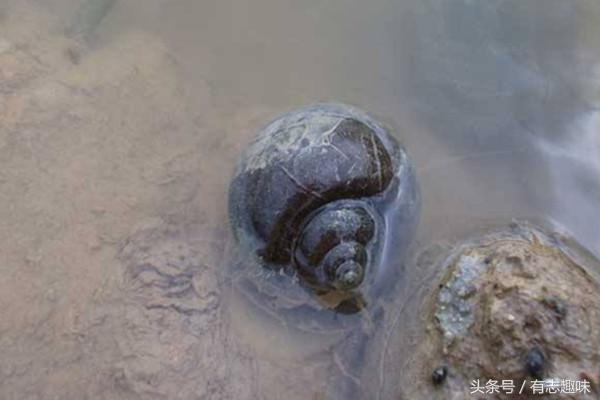 田螺有寄生虫还能吃吗？泡洗田螺有小妙招、材料家家都有