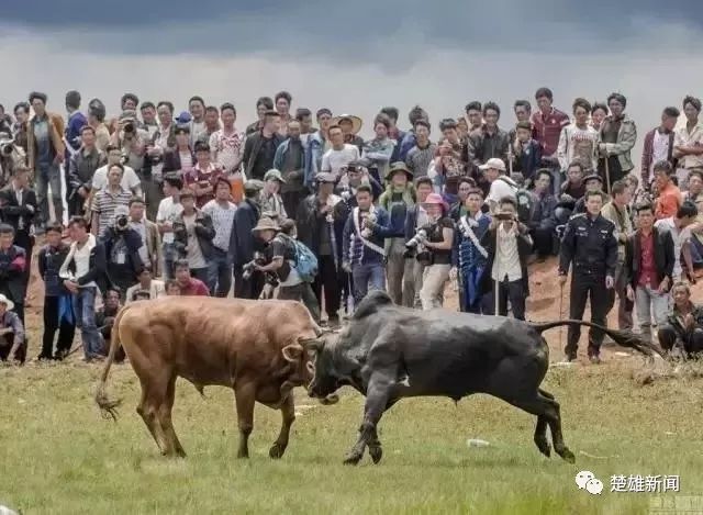 楚雄火把节玩火,楚雄火把节活动安排地点和时间