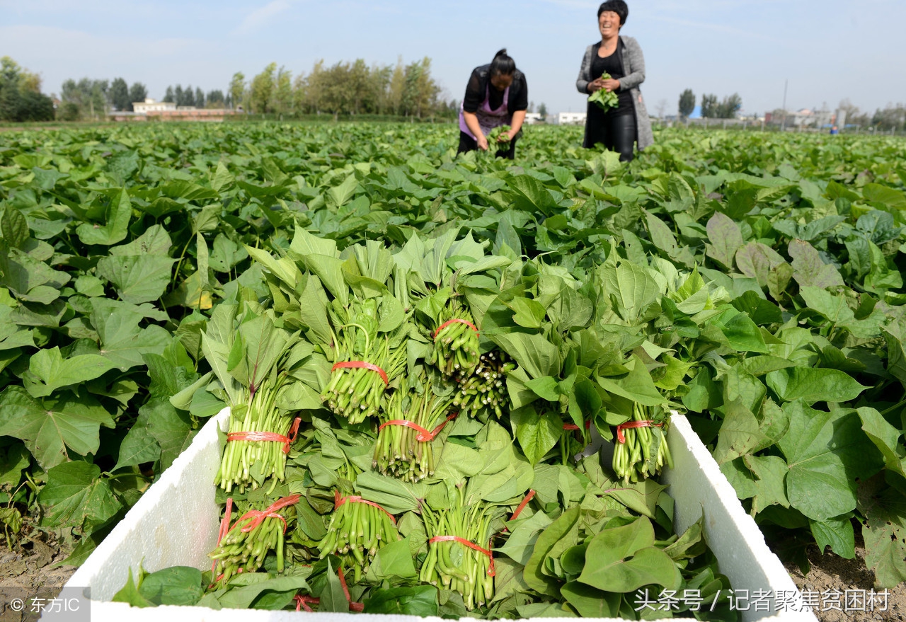 王华昌的红薯粉是真的吗,王华昌红薯粉条质量怎么样