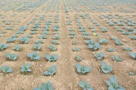 “花心”的不止萝卜,还有西兰花