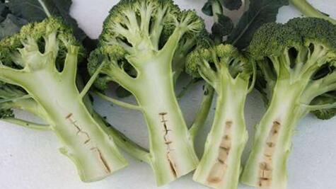 “花心”的不止萝卜,还有西兰花