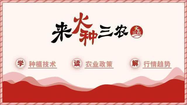 “花心”的不止萝卜,还有西兰花