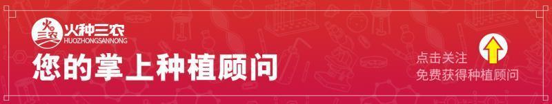 花菜常见病虫害大全及防治措施,花菜有虫害怎么办