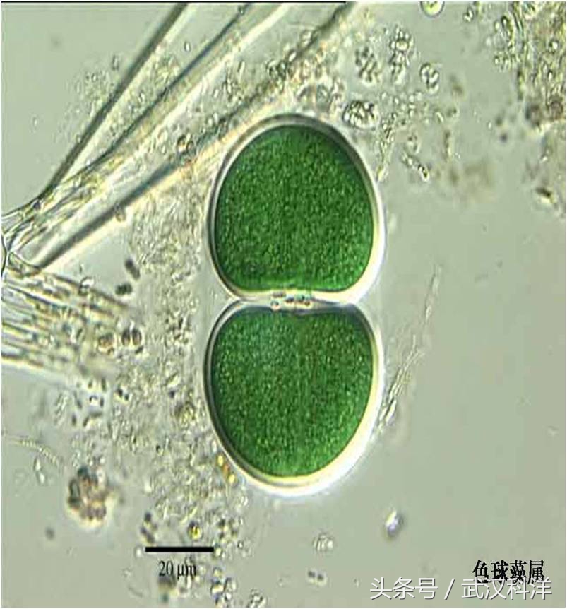 赤潮最常见的藻类有哪些,不属于环境中常见藻类