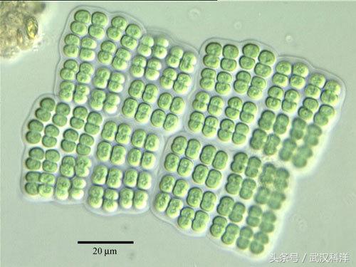 赤潮最常见的藻类有哪些,不属于环境中常见藻类