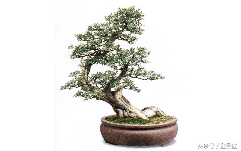 雀梅下山生桩沙培发芽后多久上盆,雀梅下山桩上盆可放室内通风处吗