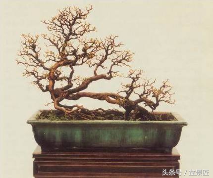 雀梅下山生桩沙培发芽后多久上盆,雀梅下山桩上盆可放室内通风处吗