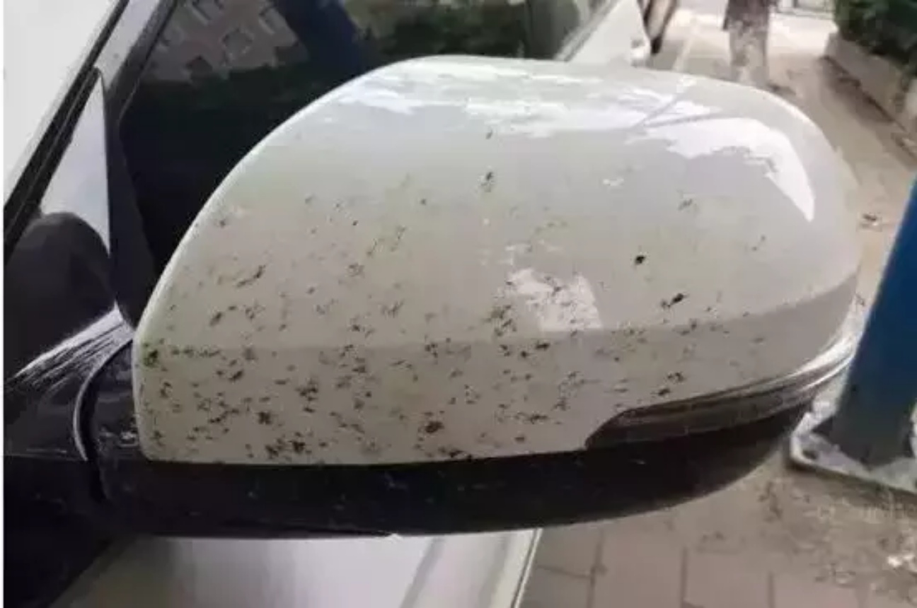 车头上的死虫用什么可以去除,车身上的飞虫尸体怎么清除