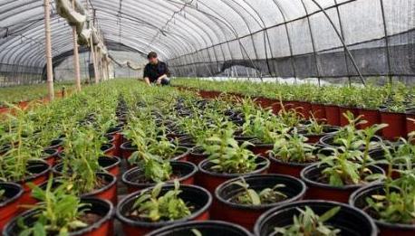 铁皮石斛花好养吗,铁皮石斛怎么养才长得好