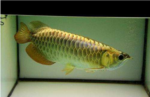 鱼友养银龙鱼视频,养蓝背金龙鱼的日常