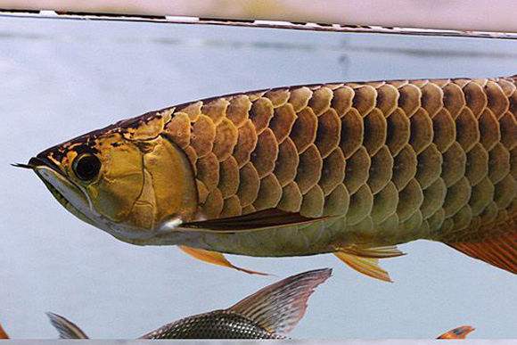 鱼友养银龙鱼视频,养蓝背金龙鱼的日常