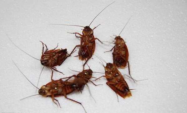 测一测你惧怕什么动物,一个很准的心理测试选动物