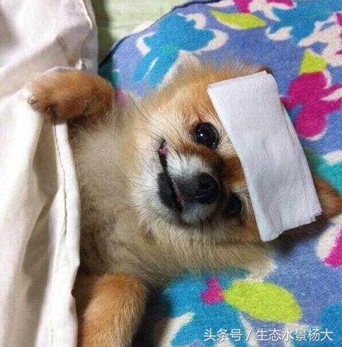 热天鱼缸闷热怎么降温,夏天鱼缸太热鱼生病怎么办