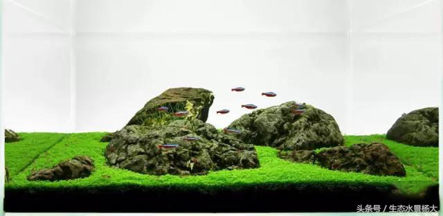 热天鱼缸闷热怎么降温,夏天鱼缸太热鱼生病怎么办